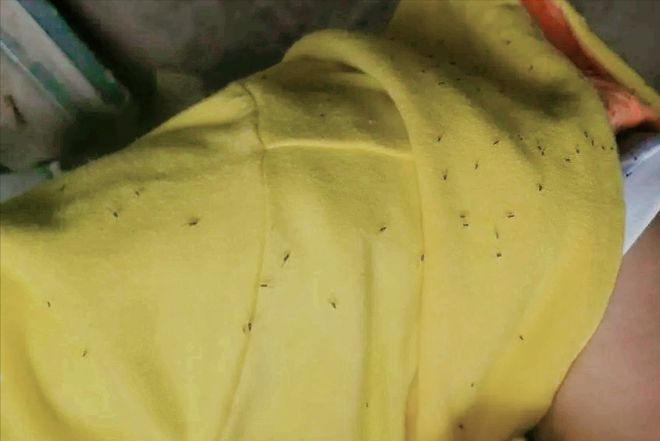 带孩子出趟门回来满身包！最近少穿这颜色的衣服出门太招虫子(图2)