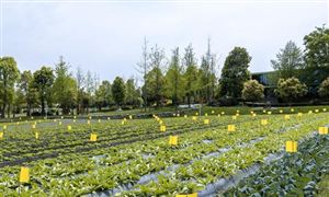 中国童装产业发展趋势及未来市场规模预测(图3)